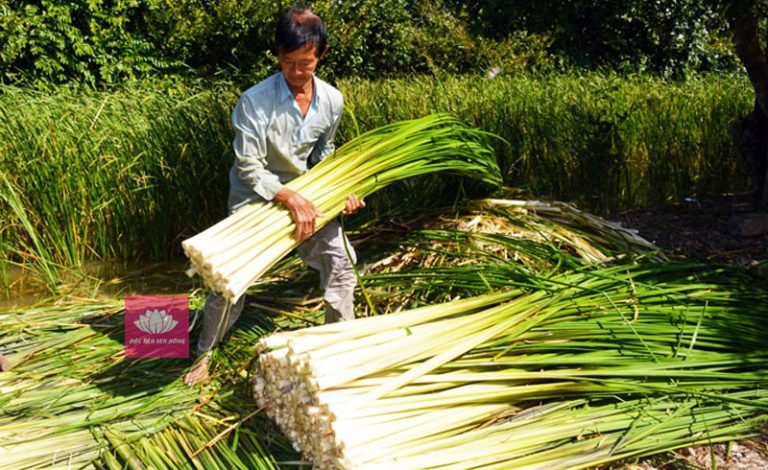 Bồn bồn một thời là cỏ dại giờ là đặc sản trứ danh - Đặc Sản Sen Hồng